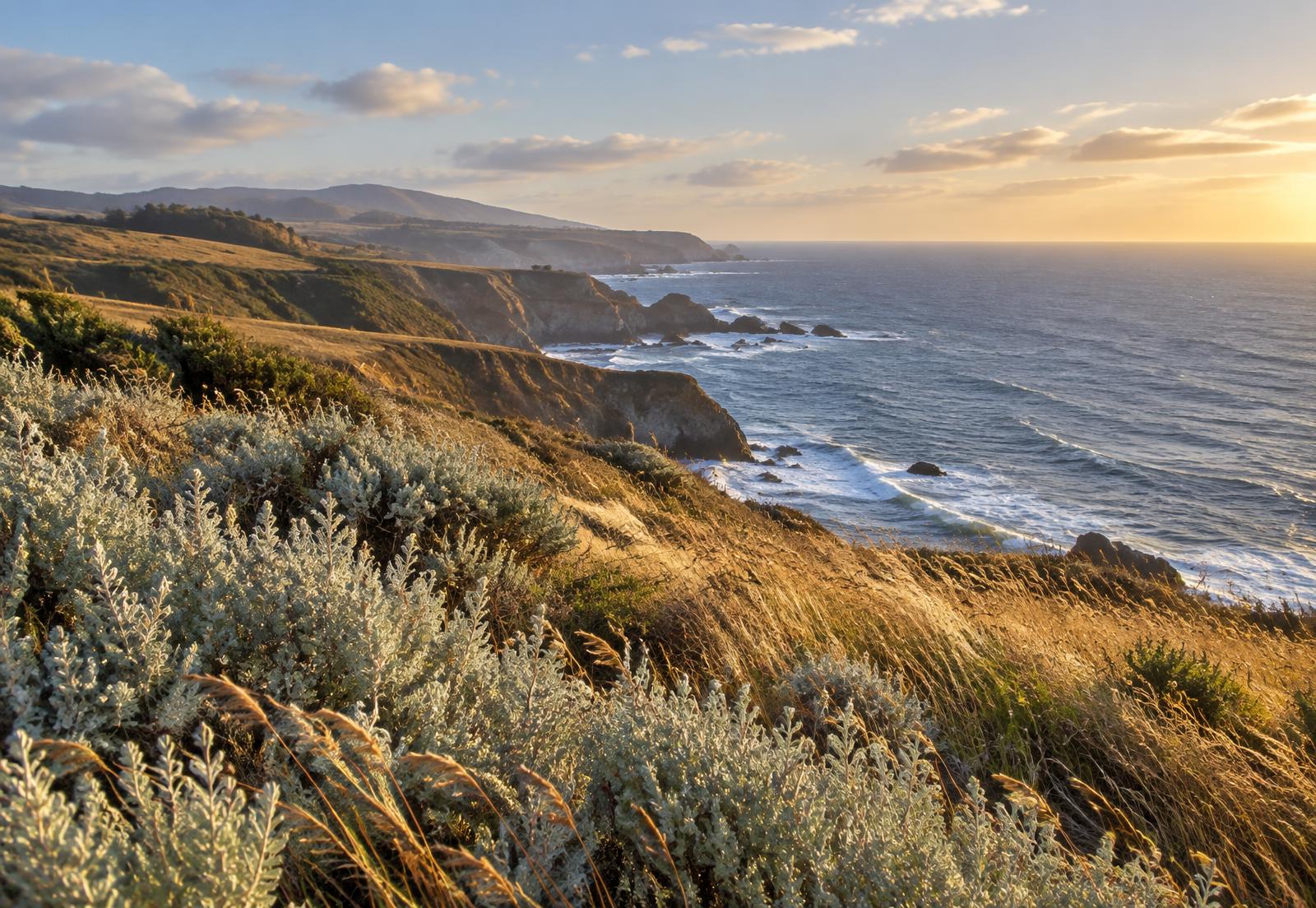 Wind moving through coastal sage and grasses on a bluff above the ocean